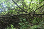 Hawaii_2007_ManoaFalls/img_3748.jpg