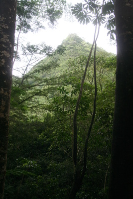 diaporamas/Hawaii_2007_ManoaFalls/img_3749.jpg