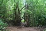 Hawaii_2007_ManoaFalls/img_3753.jpg
