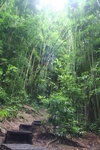 Hawaii_2007_ManoaFalls/img_3755.jpg
