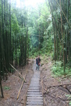 Hawaii_2007_ManoaFalls/img_3756.jpg
