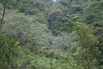 Hawaii_2007_ManoaFalls/img_3757.jpg