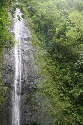 diaporamas/Hawaii_2007_ManoaFalls/img_3768.jpg