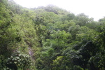 Hawaii_2007_ManoaFalls/img_3773.jpg