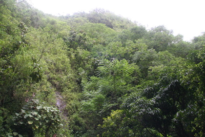 diaporamas/Hawaii_2007_ManoaFalls/img_3773.jpg