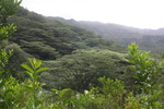Hawaii_2007_ManoaFalls/img_3776.jpg