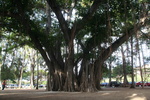 Hawaii_2007_Waikiki/38_img_3452.jpg