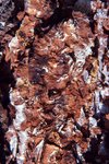 Pentecote2003/n44.jpg